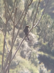 Dicrurus macrocercus