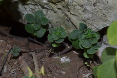 Peperomia liebmannii