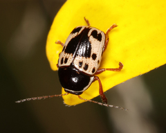Cryptocephalus mutabilis