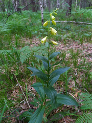 Digitalis grandiflora