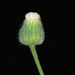 Flax-leaved Horseweed - Photo (c) Douglas Goldman, some rights reserved (CC BY-NC), uploaded by Douglas Goldman