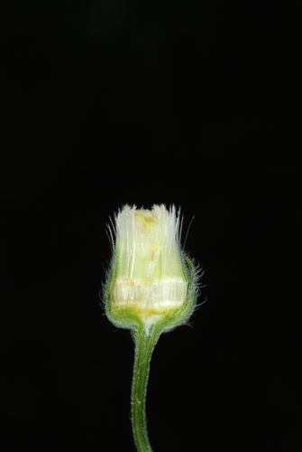 Erigeron bonariensis