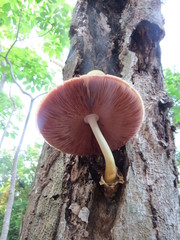 Volvariella bombycina flaviceps