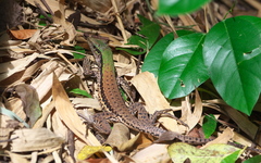 Ameiva atrigularis