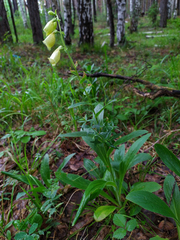 Digitalis grandiflora