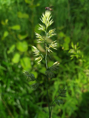 Dactylis glomerata