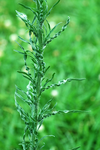 Flax-leaved Horseweed
