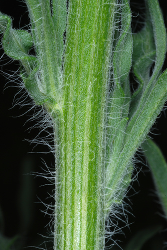 Flax-leaved Horseweed