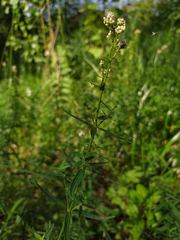 Galium boreale