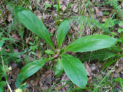 Digitalis grandiflora