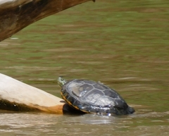 Trachemys hartwegi