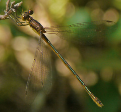 Lestes dryas