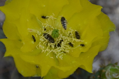 Acmaeodera