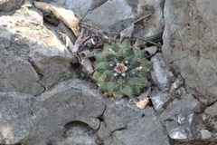Mammillaria melanocentra melanocentra