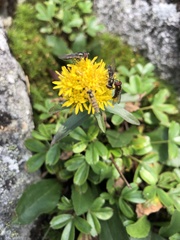 Solidago leiocarpa