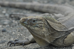 Cyclura nubila