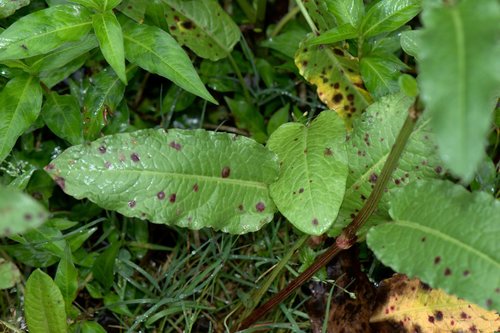 Rumex nepalensis, photograph 6