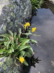 Solidago leiocarpa