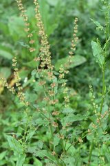 Rumex nepalensis
