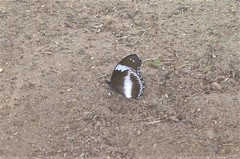 Hypolimnas salmacis salmacis