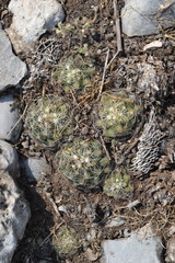 Coryphantha neglecta