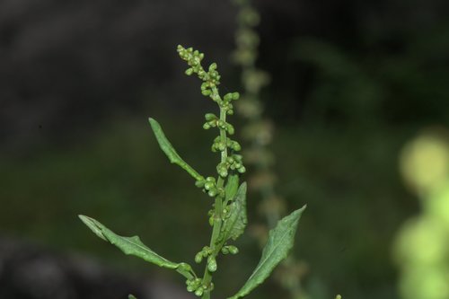 Rumex nepalensis, photograph 5