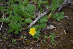 Potentilla drummondii