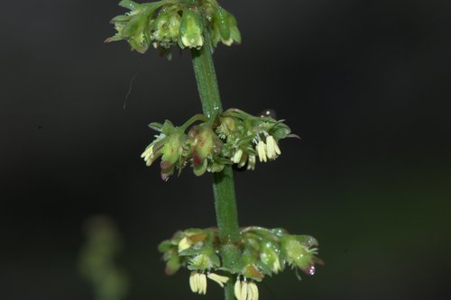 Rumex nepalensis, photograph 4