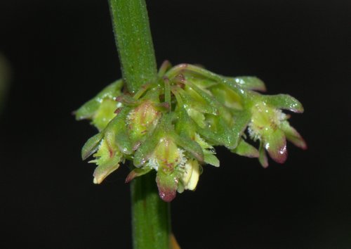 Rumex nepalensis, photograph 3