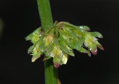 Rumex nepalensis