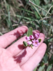 Apocynum venetum