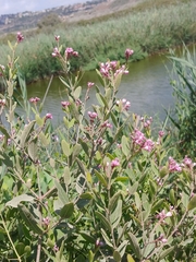 Apocynum venetum