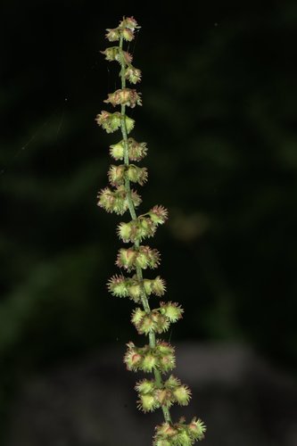 Rumex nepalensis, photograph 1