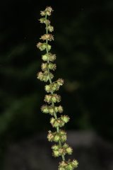 Rumex nepalensis