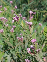Apocynum venetum