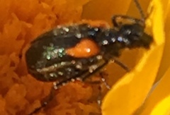 Eupompha elegans