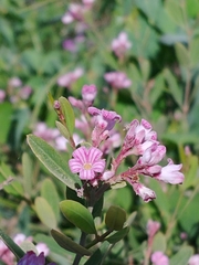 Apocynum venetum