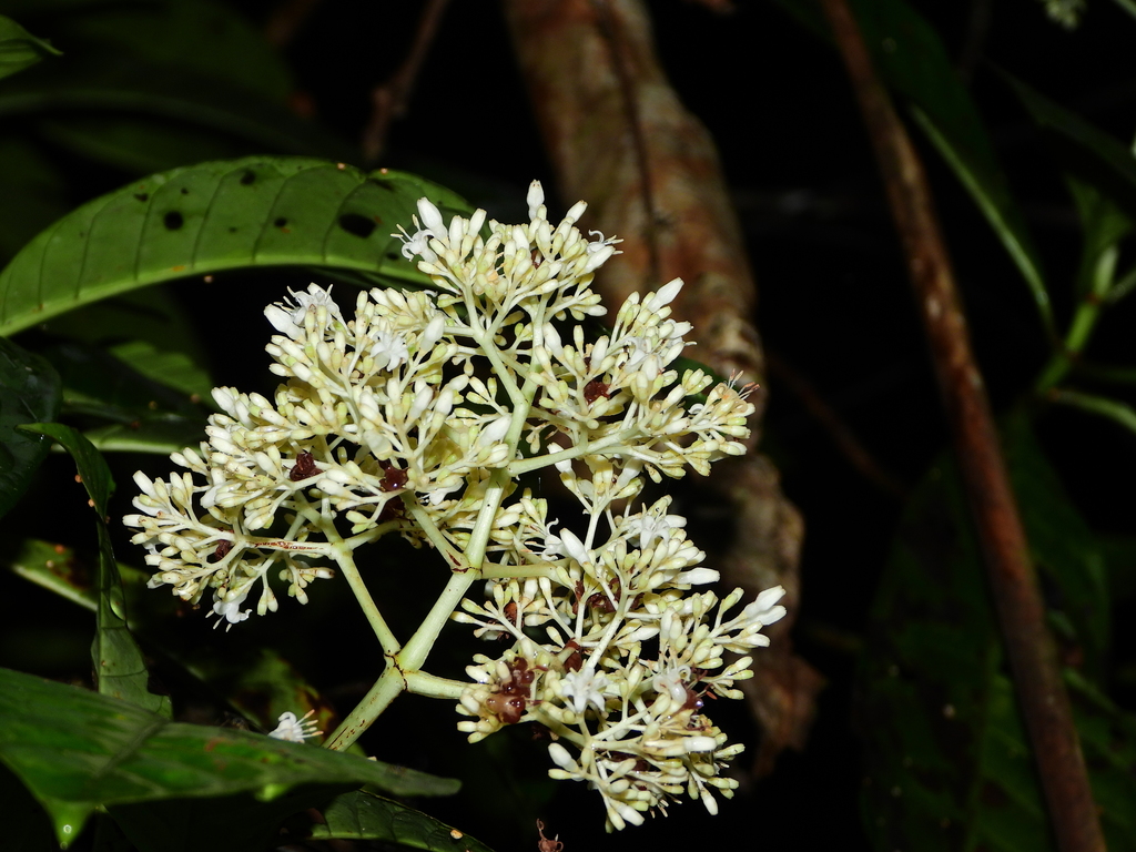 Psychotria guianensis (Psychotria guianensis)