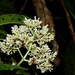 Psychotria guianensis - Photo (c) Sébastien SANT, some rights reserved (CC BY-NC), uploaded by Sébastien SANT