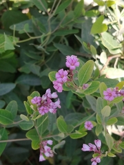 Apocynum venetum