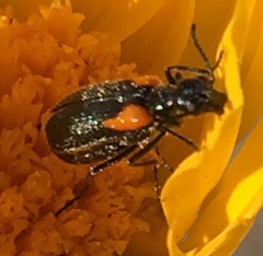 Eupompha elegans