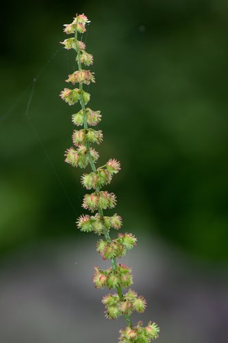 Rumex nepalensis, photograph 2