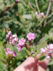 Apocynum venetum