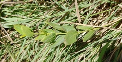 Apocynum venetum