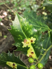 Phytomyza ilicis