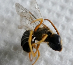 Pterygota