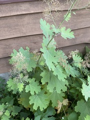 Macleaya