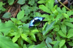 Hypolimnas salmacis salmacis