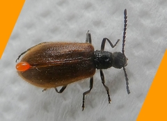 Pterygota
