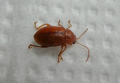Coleoptera